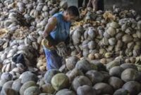 German investors target coconut downstream industry in Tanjabtim