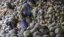 German investors target coconut downstream industry in Tanjabtim