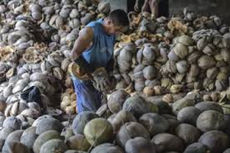 German investors target coconut downstream industry in Tanjabtim
