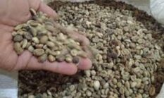 Kerinci Coffee Poised to Dominate Global Export Market: Premium Arabica from Indonesia Attracts International Buyers