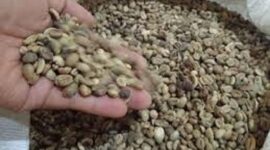 Kopi Kerinci