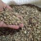 Kopi Kerinci