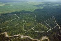 Lowongan kerja sawit 2026, Goodhope Asia Holdings