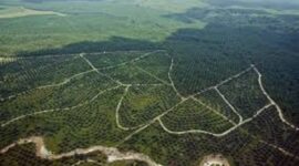 Lowongan kerja sawit 2026, Goodhope Asia Holdings