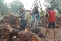 Harga sawit anjlok