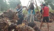 Harga sawit anjlok