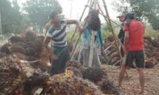 Harga Sawit Jambi Anjlok, Kementan Ungkap 123 PKS Beli TBS Murah dan Terancam Dicabut Izinnya