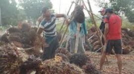 Harga sawit anjlok