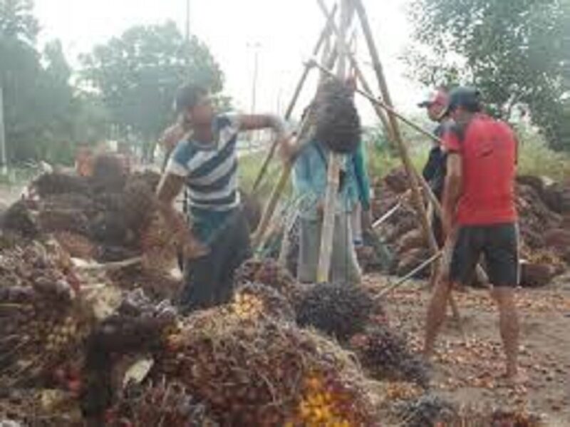 Harga sawit anjlok