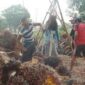 Harga sawit anjlok