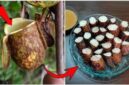 Lemang Kantong Semar