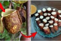 Lemang Kantong Semar