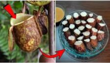 Lemang Kantong Semar