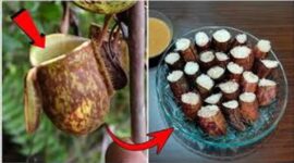 Lemang Kantong Semar