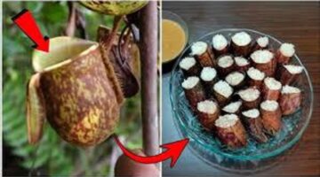 Lemang Kantong Semar