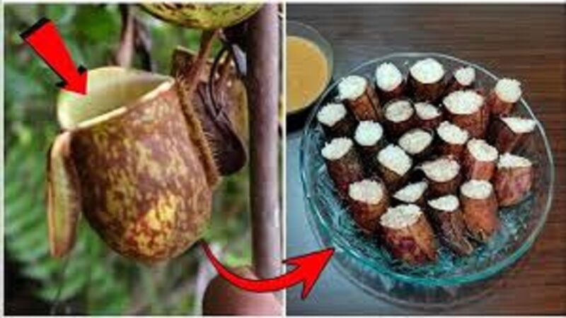Lemang Kantong Semar