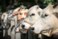 Hewan Qurban