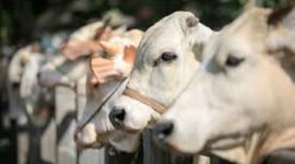 Hewan Qurban
