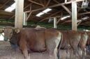 Ilustrasi hewan qurban di Jambi