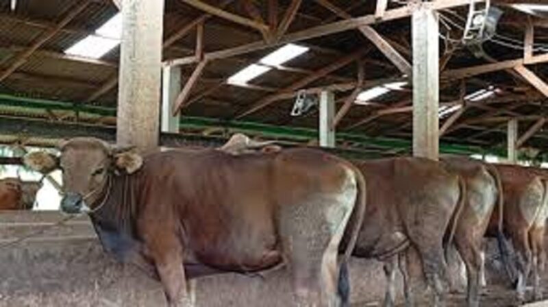 Ilustrasi hewan qurban di Jambi