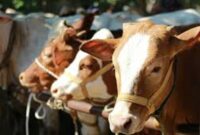 Disnakbun Merangin Tinjau kesehatan sapi qurban