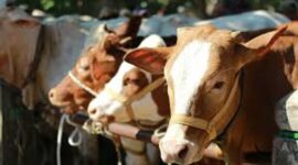 Disnakbun Merangin Tinjau kesehatan sapi qurban