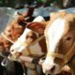 Disnakbun Merangin Tinjau kesehatan sapi qurban
