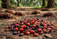 Harga terbaru sawit di jambi