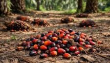 Harga terbaru sawit di jambi