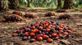 Harga terbaru sawit di jambi