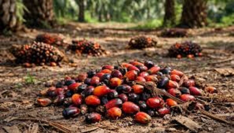 Harga terbaru sawit di jambi