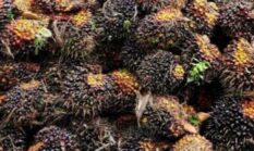 Harga Sawit Juni 2026 Menguat, Simak Daftar Lengkap TBS Jambi Hari Ini