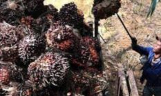 Petani Kelapa Sawit Panen Untung, Berikut Update Terbaru Harga di Jambi