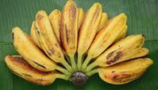 Pisang menajdi salah satu buah yang cocok untuk mengobati asam lambung