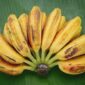 Pisang menajdi salah satu buah yang cocok untuk mengobati asam lambung