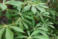 Daun singkong salah satu sayuran yang dipercaya bisa mencegah Anemia