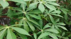 Daun singkong salah satu sayuran yang dipercaya bisa mencegah Anemia