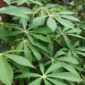 Daun singkong salah satu sayuran yang dipercaya bisa mencegah Anemia