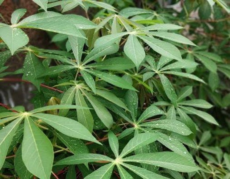 Daun singkong salah satu sayuran yang dipercaya bisa mencegah Anemia
