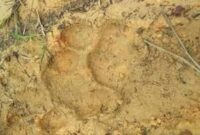 Ilustrasi teror harimau di Ujung Ladang