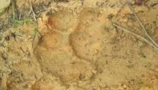 Ilustrasi teror harimau di Ujung Ladang