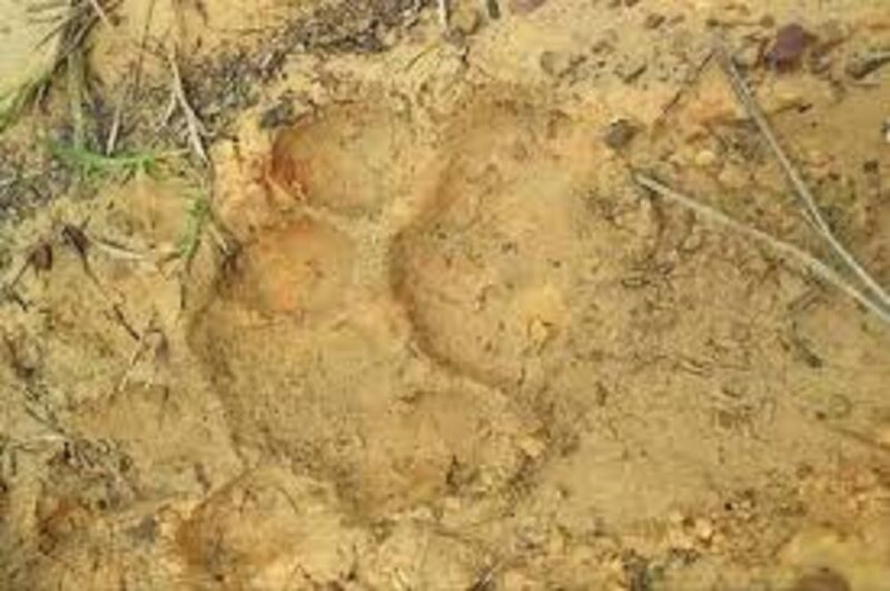 Ilustrasi teror harimau di Ujung Ladang