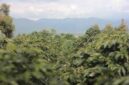 salah satu lokasi perkebunan kopi di Kerinci