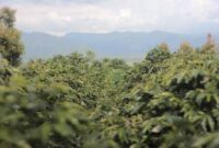 salah satu lokasi perkebunan kopi di Kerinci