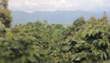 salah satu lokasi perkebunan kopi di Kerinci