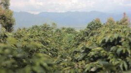 salah satu lokasi perkebunan kopi di Kerinci