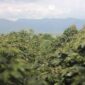 salah satu lokasi perkebunan kopi di Kerinci
