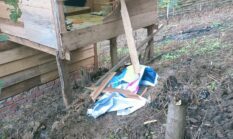 Beruang Liar Kembali Teror Kerinci, Dua Kali Rumah Warga Sungai Abu Dirusak