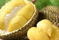 Fakta durian bisa sebabkan darah tinggi