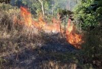 Ilustrasi kebakaran hutan. BPBD Kerinci himbau warga jangan buka lahan dengan membakar